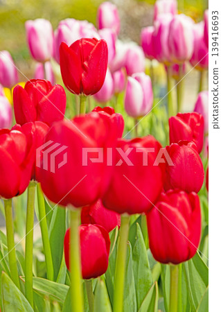The wildflowers around the house change with the seasons; in the agricultural park's flower garden, beautifully colorful tulips have bloomed. The wildflowers around the house change with the seasons; in the agricultural park's flower garden, beautifully colorful tulips have bloomed. 139416693