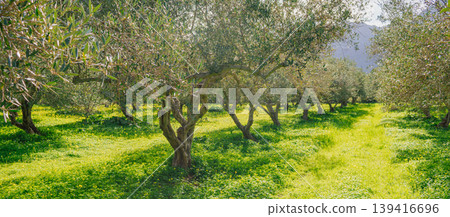 Lush vegetation under silver canopies of an old olive plantation creates a vibrant pattern. Metaphor for flourishing growth and sustainable development in modern business Lush vegetation under silver canopies of an old olive plantation creates a vibrant pattern. Metaphor for flourishing growth and sustainable development in modern business 139416696