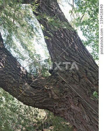 Old Tree Trunk with Rough Bark Texture and Green Leaves in Urban Environment Old Tree Trunk with Rough Bark Texture and Green Leaves in Urban Environment 139416840