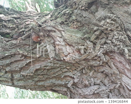 Old Tree Trunk with Rough Bark Texture and Green Leaves in Urban Environment Old Tree Trunk with Rough Bark Texture and Green Leaves in Urban Environment 139416844