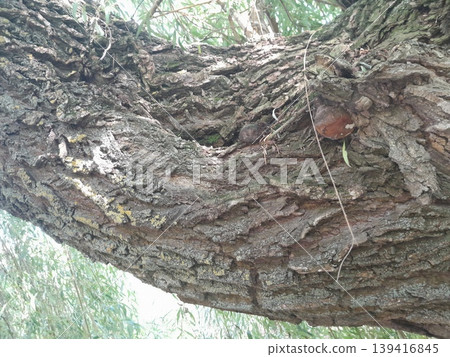 Old Tree Trunk with Rough Bark Texture and Green Leaves in Urban Environment Old Tree Trunk with Rough Bark Texture and Green Leaves in Urban Environment 139416845