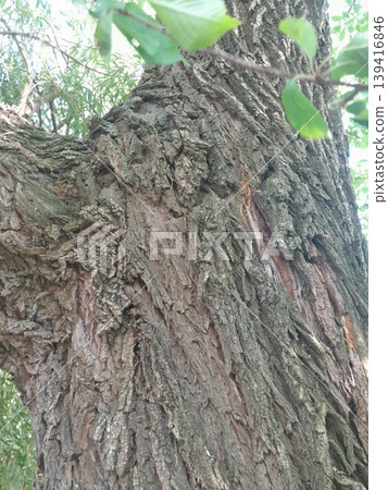 Old Tree Trunk with Rough Bark Texture and Green Leaves in Urban Environment Old Tree Trunk with Rough Bark Texture and Green Leaves in Urban Environment 139416846
