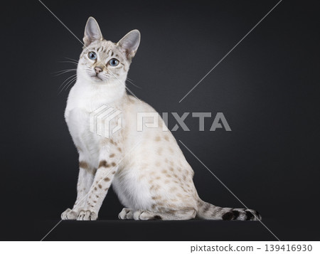 Elegant cat on black background Elegant cat on black background 139416930