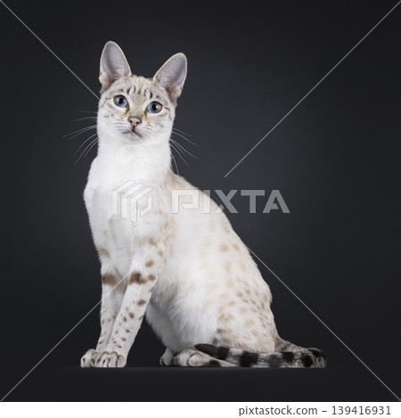 Elegant cat on black background Elegant cat on black background 139416931