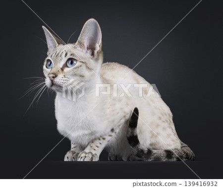 Elegant cat on black background Elegant cat on black background 139416932