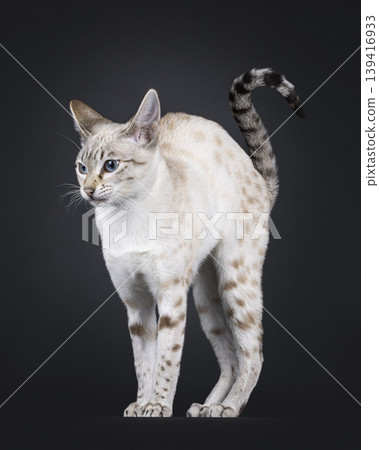 Elegant cat on black background Elegant cat on black background 139416933
