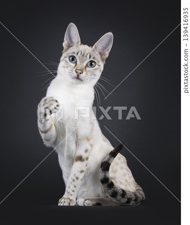Elegant cat on black background Elegant cat on black background 139416935