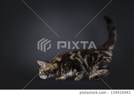 Tabby cat on black background Tabby cat on black background 139416941
