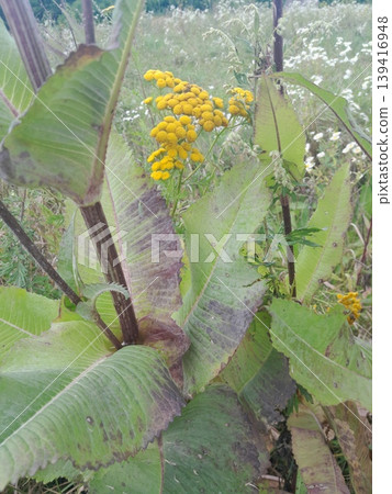 Spiky teasel plant with prickly, armored stems on sunny grassland 139416948