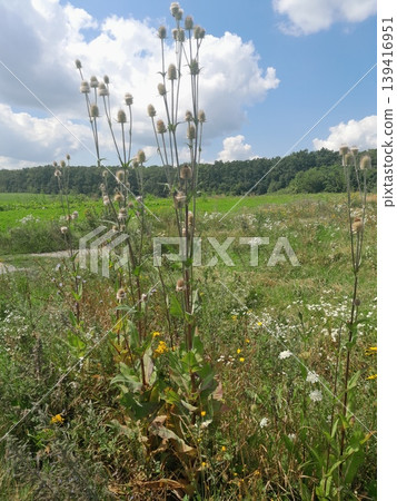 Spiky teasel plant with prickly, armored stems on sunny grassland Spiky teasel plant with prickly, armored stems on sunny grassland 139416951