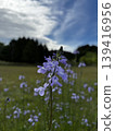 A flower shining in the blue sky 139416956