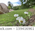  White flower 139416961