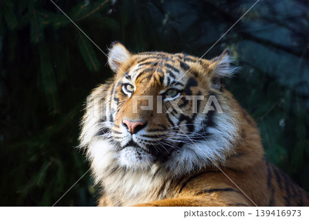 Majestic Tiger Portrait in Natural Habitat for Wildlife Photography and Conservation Design 139416973