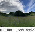 A refreshing meadow 139416992