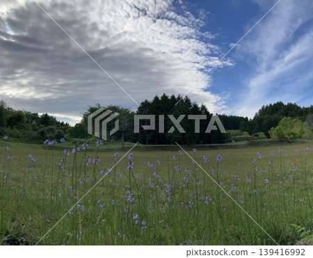 A refreshing meadow A refreshing meadow 139416992