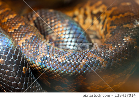 Close-Up of Boa Constrictor Scales Showcasing Iridescent Patterns in Natural Habitat Close-Up of Boa Constrictor Scales Showcasing Iridescent Patterns in Natural Habitat 139417014