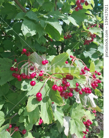 Lush Forest with Red Berries Guelder Rose Trees and Dense Greenery in Sunlight 139417021