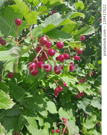 Lush Forest with Red Berries Guelder Rose Trees and Dense Greenery in Sunlight 139417022