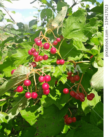 Lush Forest with Red Berries Guelder Rose Trees and Dense Greenery in Sunlight Lush Forest with Red Berries Guelder Rose Trees and Dense Greenery in Sunlight 139417023