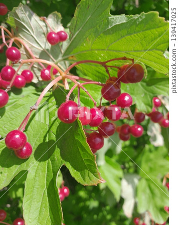 Lush Forest with Red Berries Guelder Rose Trees and Dense Greenery in Sunlight Lush Forest with Red Berries Guelder Rose Trees and Dense Greenery in Sunlight 139417025