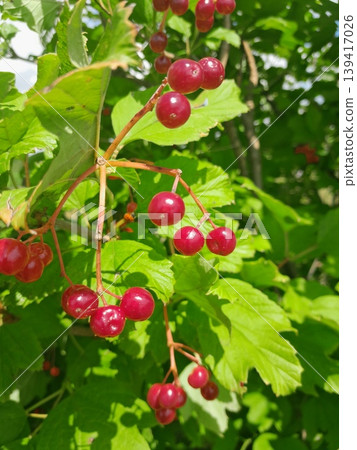 Lush Forest with Red Berries Guelder Rose Trees and Dense Greenery in Sunlight 139417026