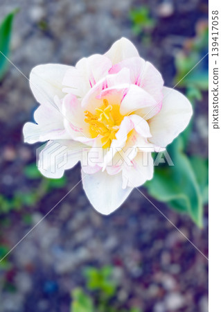 The wildflowers around the house change with the seasons; in the agricultural park's flower garden, beautifully colorful tulips have bloomed. The wildflowers around the house change with the seasons; in the agricultural park's flower garden, beautifully colorful tulips have bloomed. 139417058