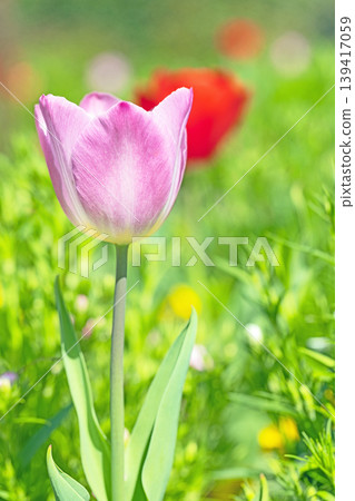 The wildflowers around the house change with the seasons; in the agricultural park's flower garden, beautifully colorful tulips have bloomed. The wildflowers around the house change with the seasons; in the agricultural park's flower garden, beautifully colorful tulips have bloomed. 139417059