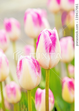 The wildflowers around the house change with the seasons; in the agricultural park's flower garden, beautifully colorful tulips have bloomed. The wildflowers around the house change with the seasons; in the agricultural park's flower garden, beautifully colorful tulips have bloomed. 139417061