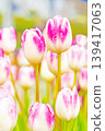 The wildflowers around the house change with the seasons; in the agricultural park's flower garden, beautifully colorful tulips have bloomed. 139417063