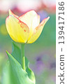 The wildflowers around the house change with the seasons; in the agricultural park's flower garden, beautifully colorful tulips have bloomed. 139417186