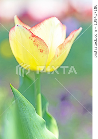 The wildflowers around the house change with the seasons; in the agricultural park's flower garden, beautifully colorful tulips have bloomed. The wildflowers around the house change with the seasons; in the agricultural park's flower garden, beautifully colorful tulips have bloomed. 139417186