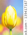 The wildflowers around the house change with the seasons; in the agricultural park's flower garden, beautifully colorful tulips have bloomed. 139417187