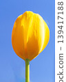 The wildflowers around the house change with the seasons; in the agricultural park's flower garden, beautifully colorful tulips have bloomed. 139417188