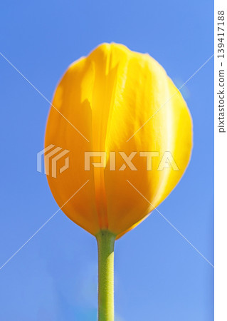 The wildflowers around the house change with the seasons; in the agricultural park's flower garden, beautifully colorful tulips have bloomed. The wildflowers around the house change with the seasons; in the agricultural park's flower garden, beautifully colorful tulips have bloomed. 139417188