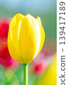 The wildflowers around the house change with the seasons; in the agricultural park's flower garden, beautifully colorful tulips have bloomed. 139417189