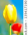 The wildflowers around the house change with the seasons; in the agricultural park's flower garden, beautifully colorful tulips have bloomed. 139417190