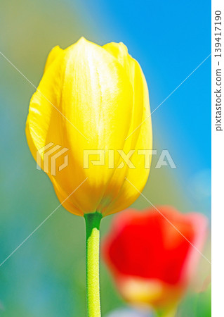 The wildflowers around the house change with the seasons; in the agricultural park's flower garden, beautifully colorful tulips have bloomed. The wildflowers around the house change with the seasons; in the agricultural park's flower garden, beautifully colorful tulips have bloomed. 139417190