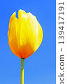 The wildflowers around the house change with the seasons; in the agricultural park's flower garden, beautifully colorful tulips have bloomed. 139417191