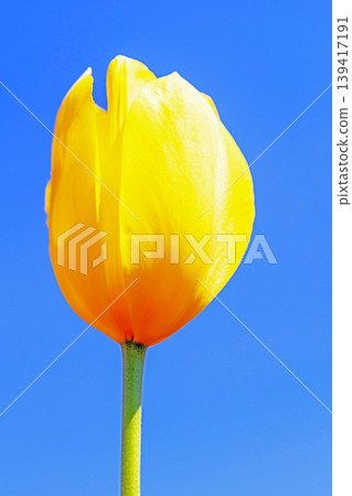 The wildflowers around the house change with the seasons; in the agricultural park's flower garden, beautifully colorful tulips have bloomed. 139417191