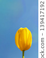 The wildflowers around the house change with the seasons; in the agricultural park's flower garden, beautifully colorful tulips have bloomed. 139417192