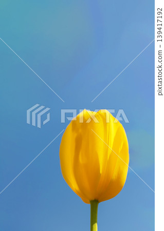 The wildflowers around the house change with the seasons; in the agricultural park's flower garden, beautifully colorful tulips have bloomed. The wildflowers around the house change with the seasons; in the agricultural park's flower garden, beautifully colorful tulips have bloomed. 139417192