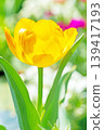 The wildflowers around the house change with the seasons; in the agricultural park's flower garden, beautifully colorful tulips have bloomed. 139417193