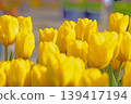 The wildflowers around the house change with the seasons; in the agricultural park's flower garden, beautifully colorful tulips have bloomed. 139417194