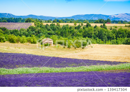 Provence landscape with lavender fields in bloom. Plateau Valensole, Alpes de Haute in France. Provence landscape with lavender fields in bloom. Plateau Valensole, Alpes de Haute in France. 139417304