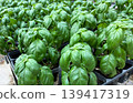 Basil seedlings grown in pots (herbs, home gardening, cultivation) 139417319