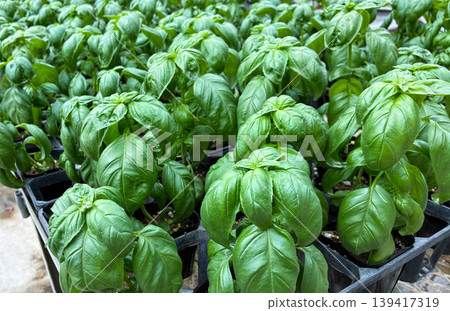 Basil seedlings grown in pots (herbs, home gardening, cultivation) Basil seedlings grown in pots (herbs, home gardening, cultivation) 139417319