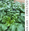 Radish leaves growing in a field (home garden, agriculture, cultivation) 139417320
