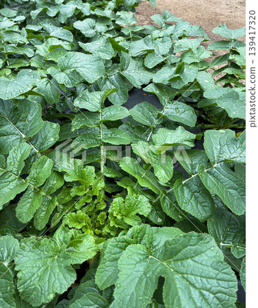 Radish leaves growing in a field (home garden, agriculture, cultivation) 139417320