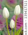 The wildflowers around the house change with the seasons; in the agricultural park's flower garden, beautifully colorful tulips have bloomed. 139417321