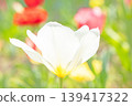 The wildflowers around the house change with the seasons; in the agricultural park's flower garden, beautifully colorful tulips have bloomed. 139417322
